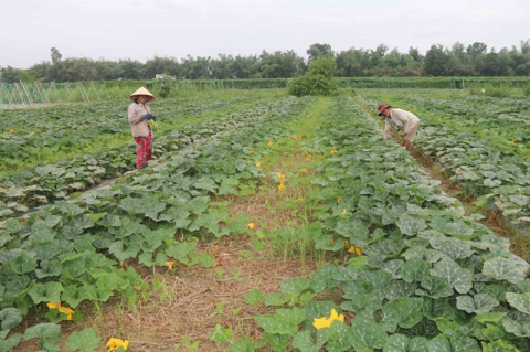 Trà Vinh to dredge irrigation canals to better cope with dry season