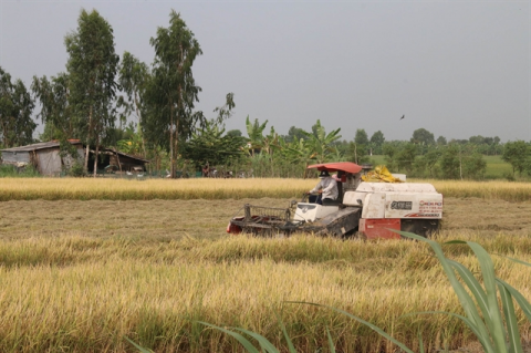 Mekong Delta saves winter-spring crop from drought, saltwater intrusion